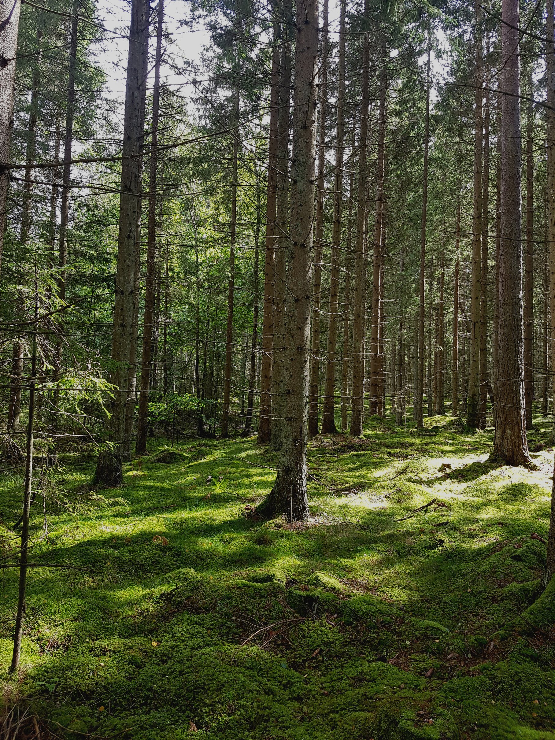 Swedish forest