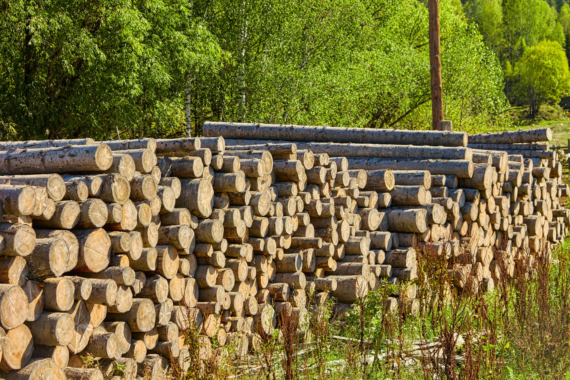 Illegal deforestation. pile of lumber on the logging site